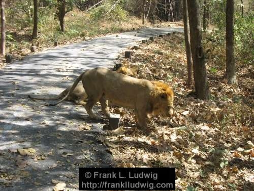 Lion, Sanjay Gandhi National Park, Borivali National Park, Maharashtra, Bombay, Mumbai, India